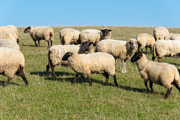 istock Herd of sheep grazing on pasture 2209676184