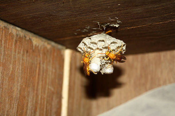 istock Indian Yellow Paper Wasps (Polistes olivaceus) on their newly constructed nest. 2209680590