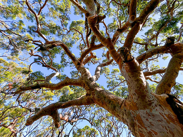 istock A heavily twisted Angophora tree grows in a national park beneath a clear blue sky. 2209680918