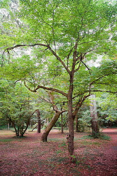 istock Fort Raleigh National Historic Site 2209681101