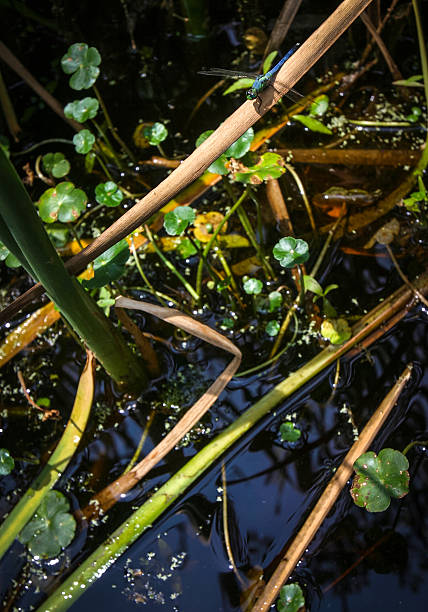 istock Goose Creek State Park in North Carolina 2209682110