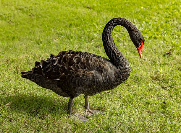 istock Black swan in a green meadow 2209682516