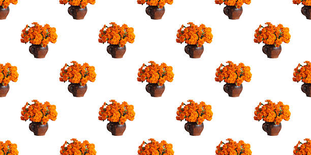 Gerbera and chrysanthemum flower heads on plain white background with copy space