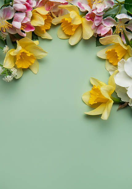Daffodils and spring flowers creating a floral border on pastel green background