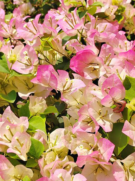 Bougainvillea