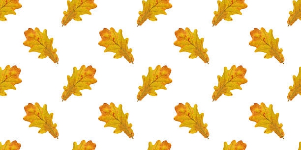 Seamless pattern of yellow oak leaves isolated on white background, creating an autumnal atmosphere