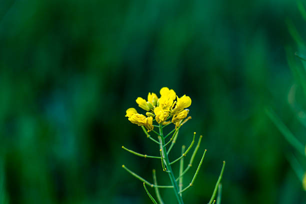 blossom flower in musrtard farmland in farmland, Lalitpur, Nepal.