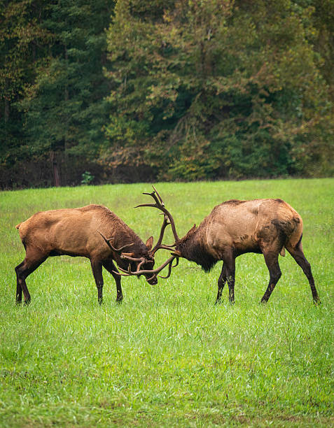 istock Elk in Great Smoky Mountains National Park 2209692681