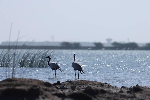 istock Cranes in shimmering water under clear sky. 2209692736