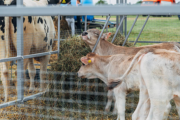 istock Two calves with heads together 2209695412