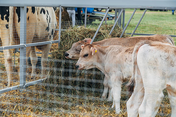 istock Two calves with heads together 2209695544