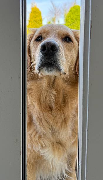 istock Dog want to go in. 2209696277