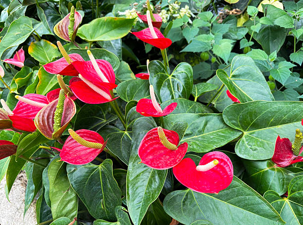 istock red color leaf Anthurium, Heart-shaped leaf 2209697764