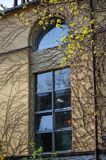 istock Old building window with climbing vines and fresh green leaves in spring. 2209698785