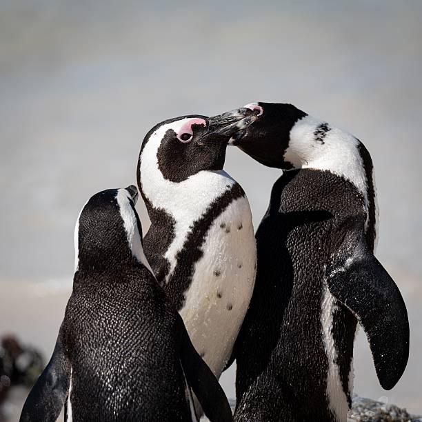 istock African penguins interacting on a sunny beach. 2209700164