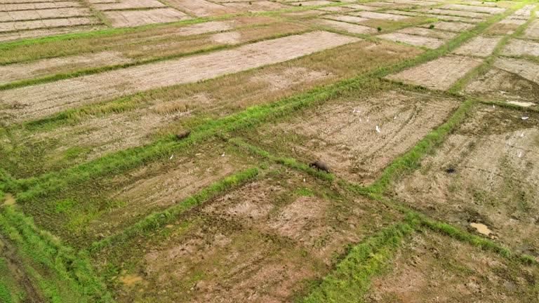 Low-Altitude Drone Flight Over Partially Harvested Rice Fields in Iwahig