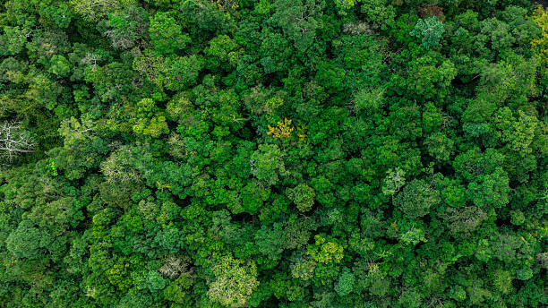 istock aerial view of mixed forest, green deciduous trees with mist clouds. The rich natural ecosystem of the rainforest concept is about conservation and natural reforestation 2209700983