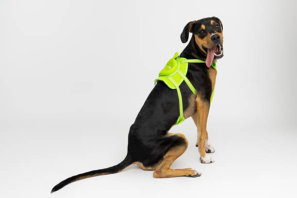 istock Black and Tan Dog Wearing Neon Green Harness Sitting and Looking Back in Studio 2209701452