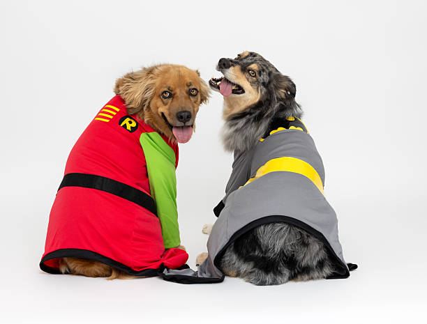 istock Two Dogs Dressed as Superheroes Sitting Together on White Background 2209701566