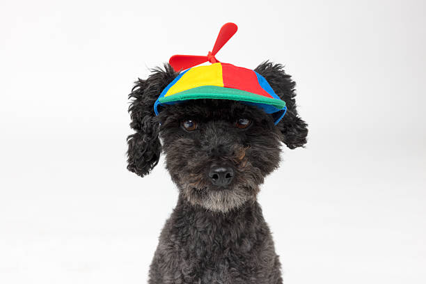 A small black dog poses against a white studio backdrop, wearing a colorful rainbow propeller beanie with a red spinner on top. The dog's neutral expression contrasts hilariously with the whimsical hat, making this image perfect for humorous pet campaigns, novelty cards, meme content, or playful branding materials.