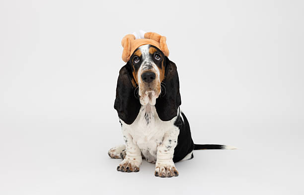 A basset hound sits on a white studio backdrop wearing a plush turkey drumstick hat, creating a humorous and festive image. The dog’s calm expression and signature droopy ears make this an ideal photo for Thanksgiving-themed promotions, holiday greeting cards, pet costume contests, or seasonal content that blends humor and holiday spirit.
