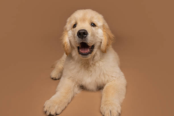 istock Golden Retriever Puppy Lying Down and Smiling on Brown Studio Backdrop 2209702557