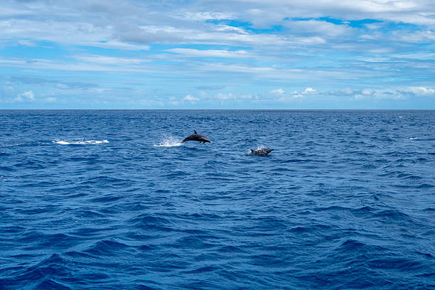 istock Dolphins jumping near Tahuata, Marquesas Islands, French Polynesia, Pacific Ocean 2209703813