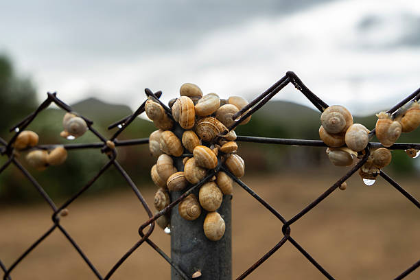 Cluster of small snails with yellow-brown shells attached to a metal wire fence. The fence forms a diagonal pattern, and raindrops are visible on the wires.