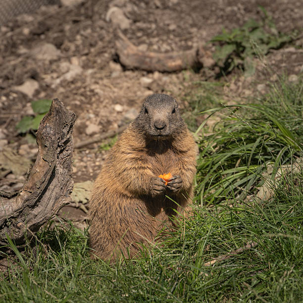 In the Swiss Alps during spring, a marmot peeks out of its burrow, soaking up the sunshine in the beautiful surroundings of alpine meadows. Andrea