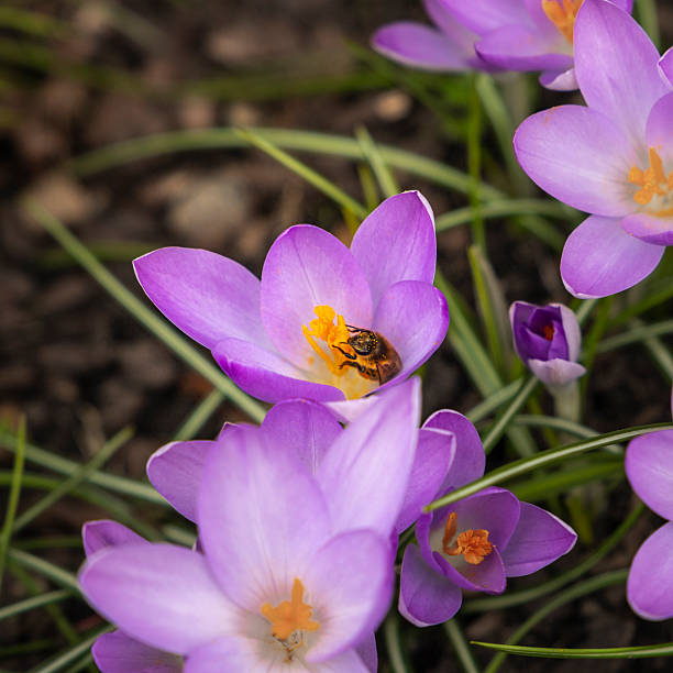 Purple crocus flowers (Crocus spp.) bloom in a garden setting. A bee is perched on one bloom, with its yellow stamens visible.