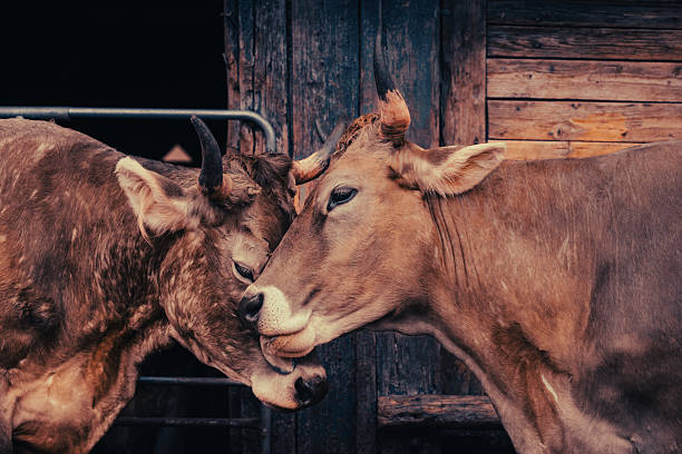 Two brown cows nuzzle each other affectionately in a rustic setting. Their heads are close together, showing a serene and tender interaction.