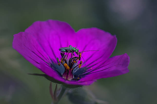 A metallic green beetle is perched on the central stamens of a vibrant purple flower. The flower's petals are slightly curved and display a deep, rich purple hue.