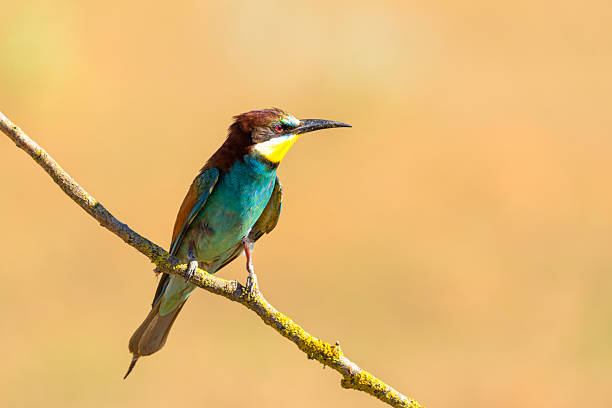 European bee-eater (Merops apiaster) perched on a branch with soft background in Valladolid, Spain. Colorful plumage and sharp profile in natural sunlight.