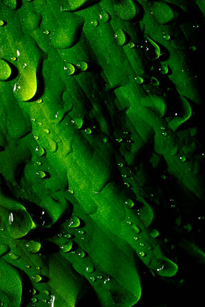 A close-up shot capturing water droplets on a vibrant green leaf, showcasing the texture and sheen