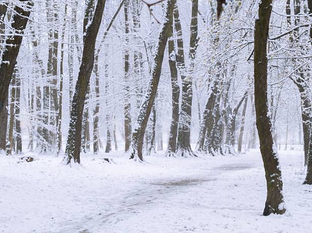 Winter scenery in public city park