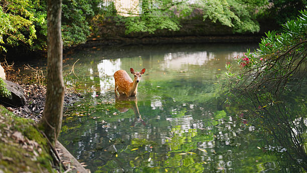 Sika deer in a pond in Nara Park in Japan