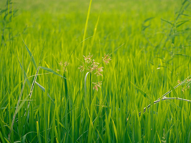 A weed in the middle of a rice field