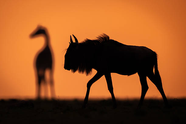 istock Blue wildebeest passes Masai giraffe at sunset 2209712281