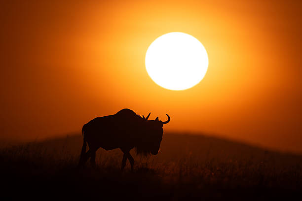 istock Blue wildebeest walking at dawn across horizon 2209712302