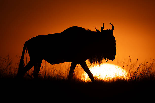 istock Blue wildebeest walking on horizon at dawn 2209712304