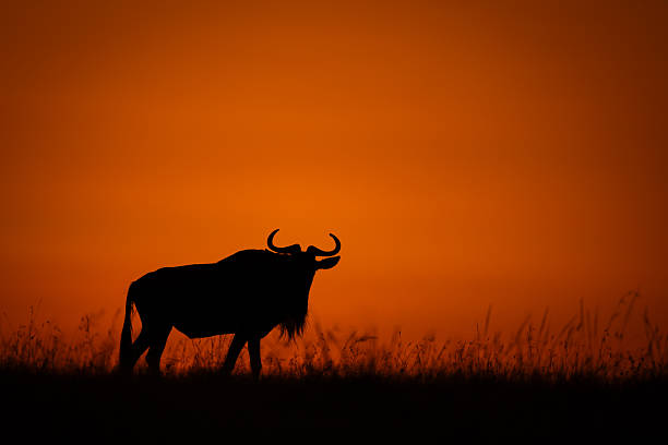 istock Blue wildebeest walks along horizon at sunrise 2209712308