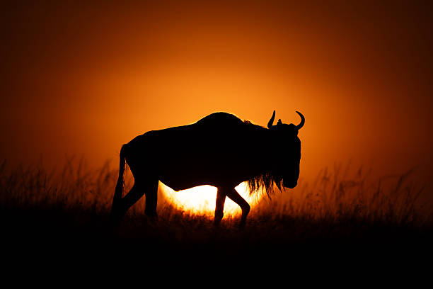istock Blue wildebeest walks at dawn on horizon 2209712315