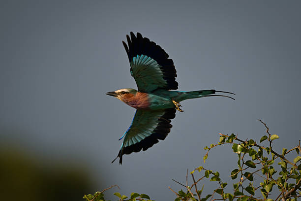 istock Lilac-breasted roller flies away from leafy bush 2209712378