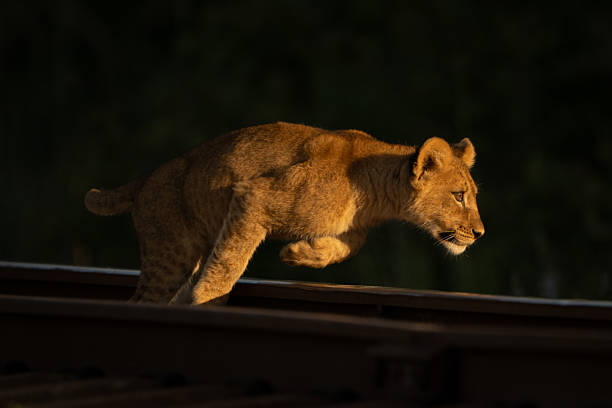 Lion cub jumps across railway at sunrise