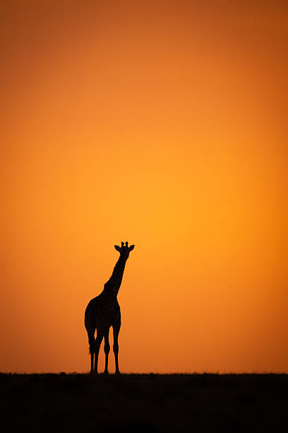 In 2023, photographic shots of giraffes in the wild savannah of Etosha capture their elegance and majesty. The images show giraffes standing against the blue sky, with their long necks reaching among the acacias as they feed or stroll peacefully. These shots reflect the natural beauty and tranquility of this African ecosystem.