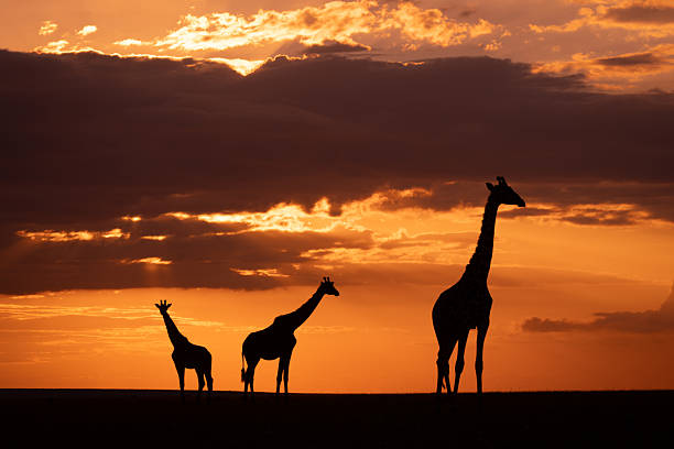 istock Masai giraffes stand at sunset on horizon 2209712981