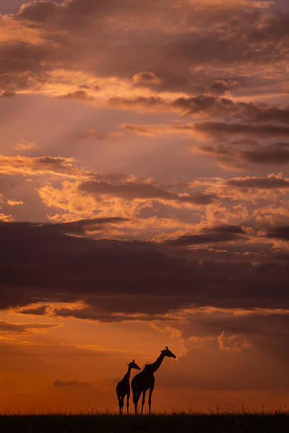 istock Masai giraffes stand on horizon at sunset 2209712985