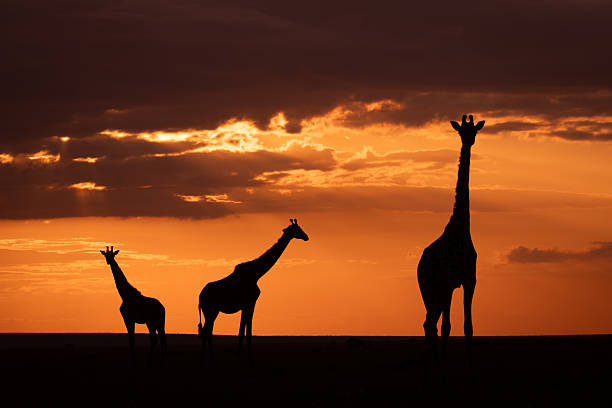 istock Masai giraffes standing on horizon at sunset 2209712986