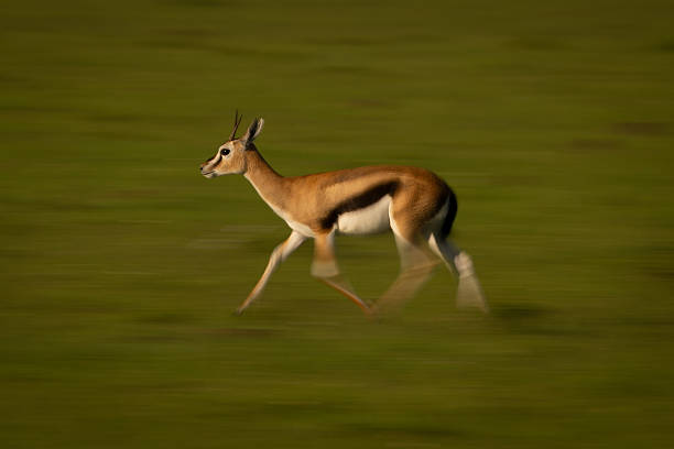 istock Slow pan of Thomson gazelle crossing savannah 2209712995