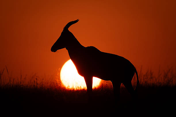 istock Topi at sunrise in silhouette on horizon 2209713018